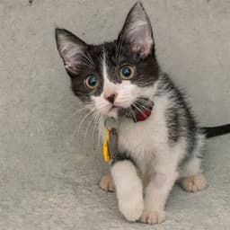 Jack image 1