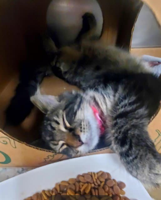 Tiger Shark - Domestic Medium Hair