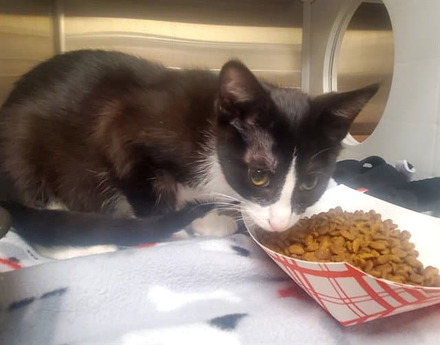 Stan - Domestic Short Hair