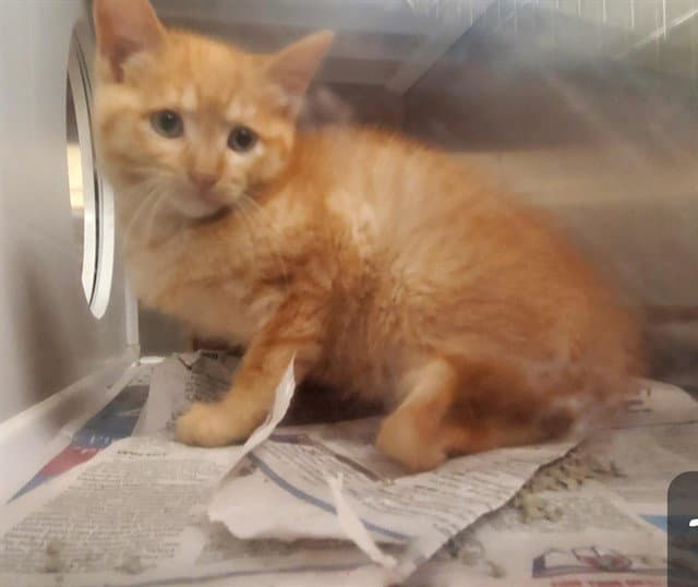 Buzz - Domestic Short Hair