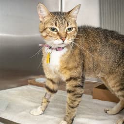 Yzma image 1