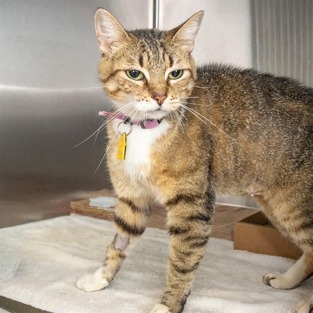 Yzma - Domestic Short Hair