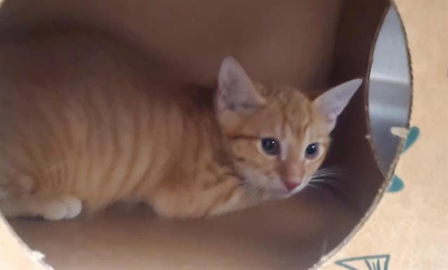 Reef Shark - Domestic Short Hair