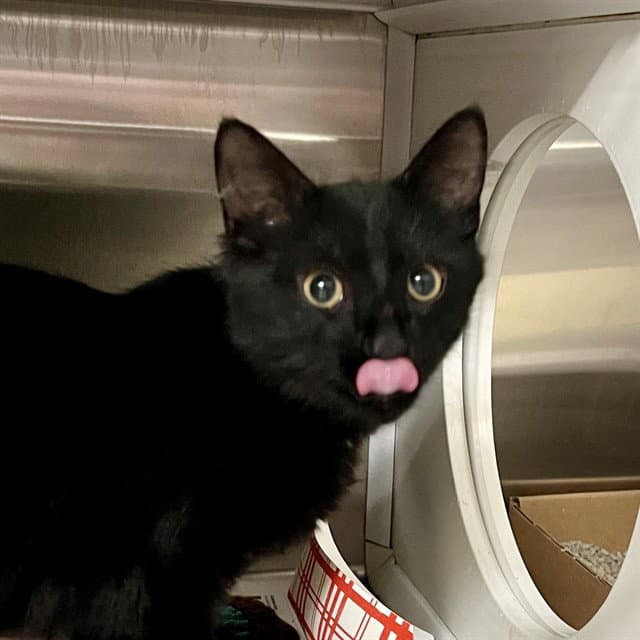 Blink - Domestic Medium Hair