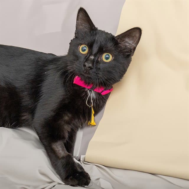 Blink - Domestic Medium Hair