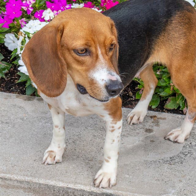 Daisy - Beagle