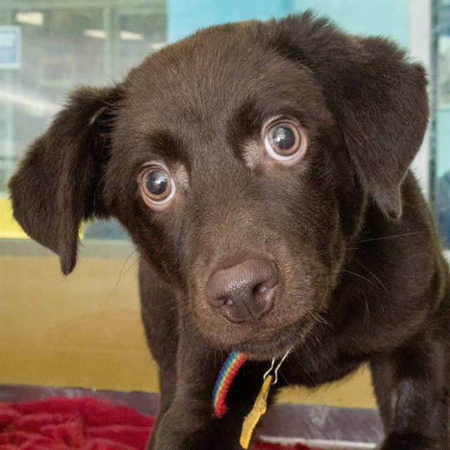 Wilbur - Labrador Retriever
