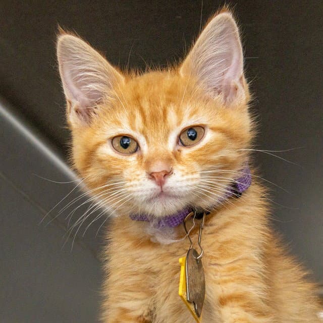 Mystery - Domestic Short Hair