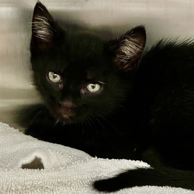 Apples Jacks - Domestic Short Hair