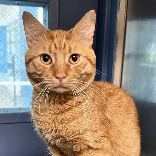 Garfield - Domestic Short Hair