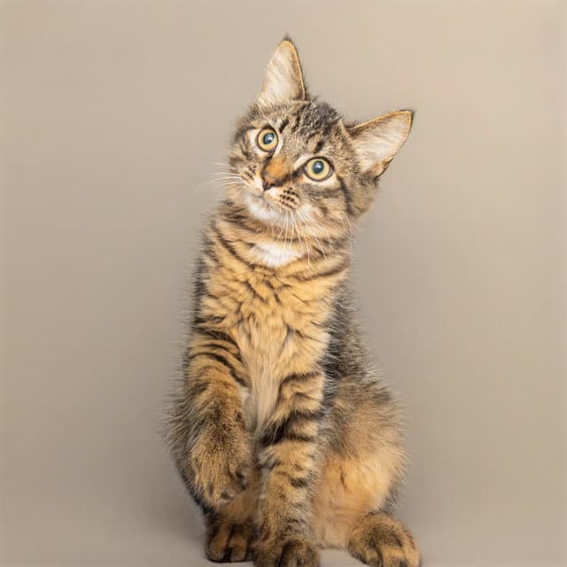 Bad Bunny - Domestic Medium Hair