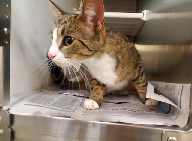 Lucia - Domestic Short Hair