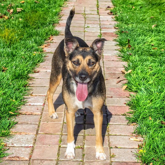 Sugar - Beagle