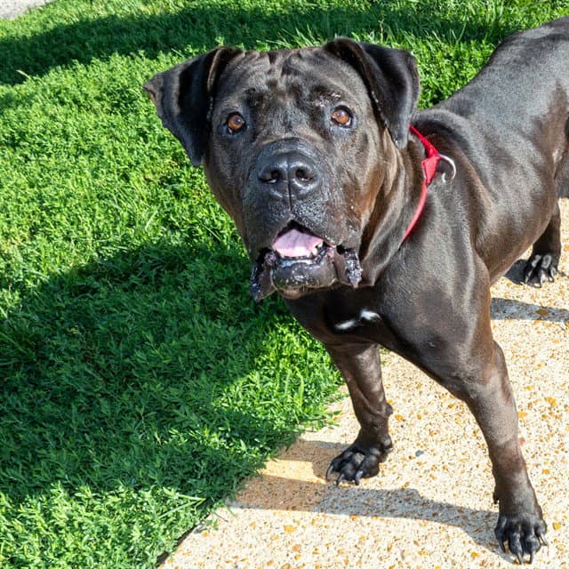 Chum - Mastiff