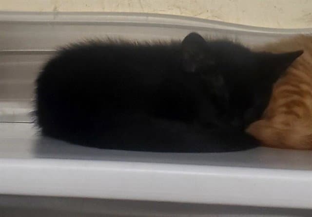 Sleeper Shark - Domestic Short Hair