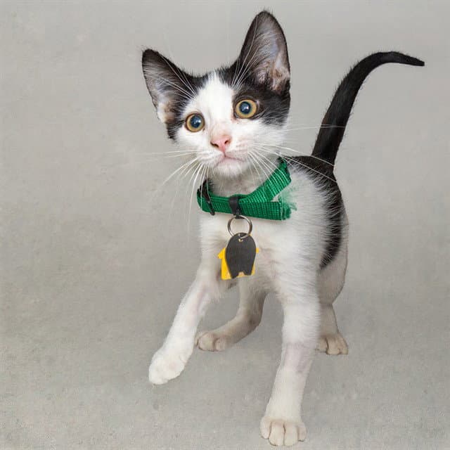Tony - Domestic Short Hair