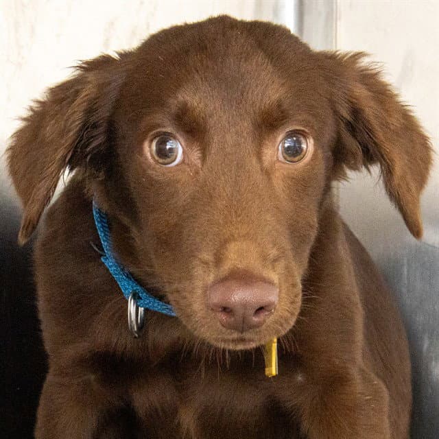 Wallflower - Labrador Retriever