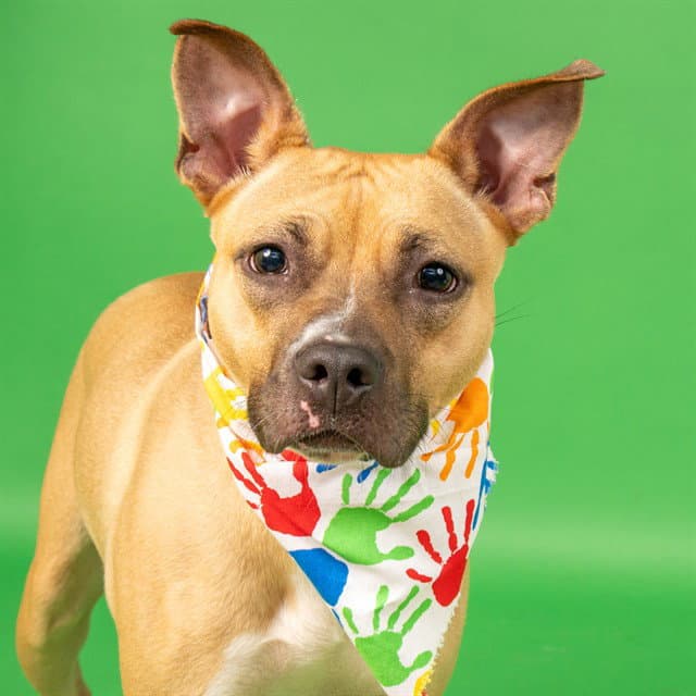 Fireball - Pit Bull Terrier
