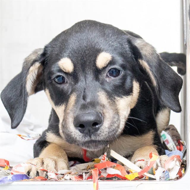 Maria - German Shepherd Dog