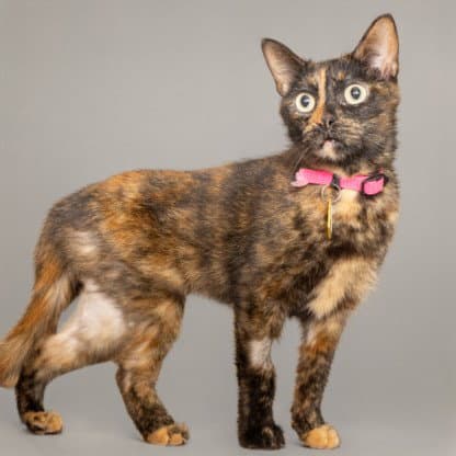 Sheba - Domestic Short Hair