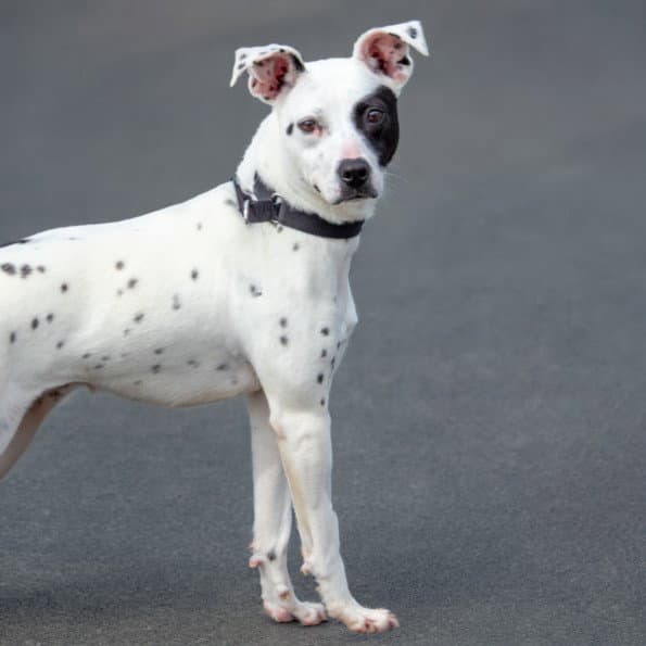 Cookie - Pit Bull Terrier