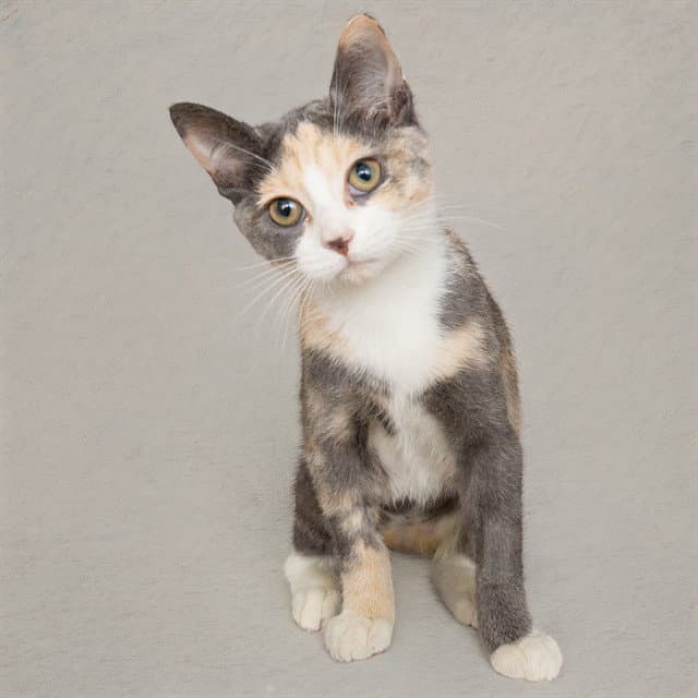 Nurse Shark - Domestic Short Hair