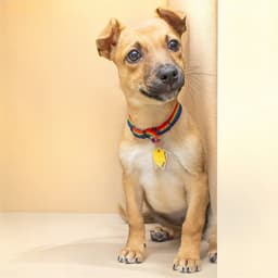 Sasha image 1