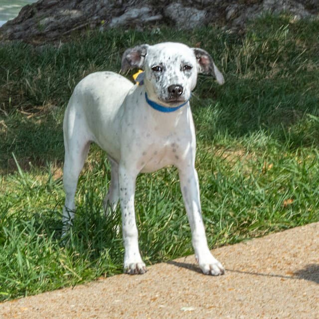 Rainbow - Catahoula Leopard Dog