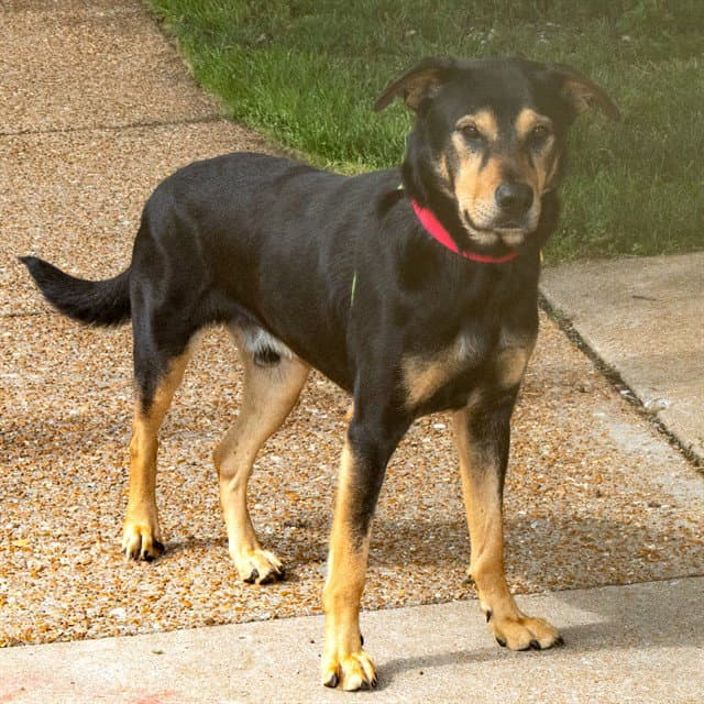 Captain Hook - German Shepherd Dog