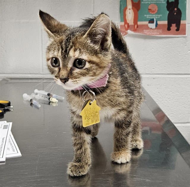 Athena - Domestic Short Hair