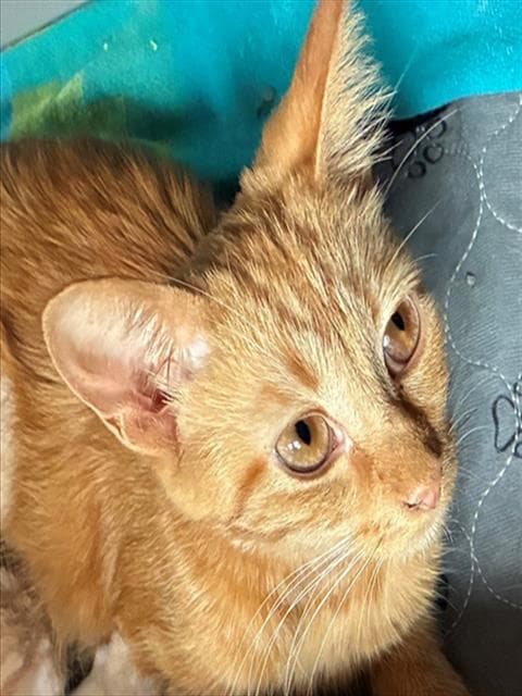 Mamma Cheesy - Domestic Short Hair