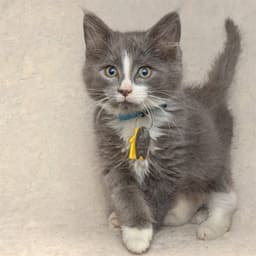 Floof image 1