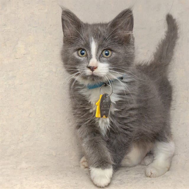 Floof - Domestic Short Hair