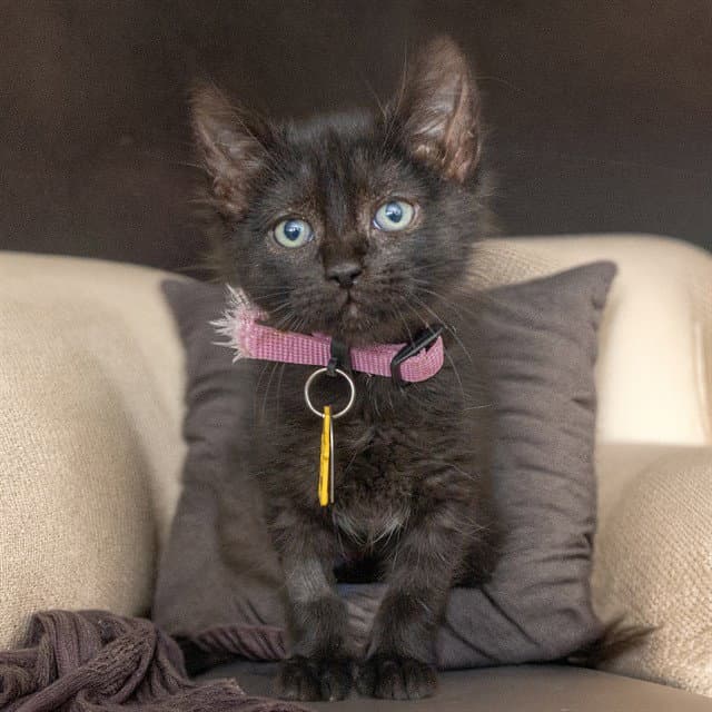 Buttons - Domestic Short Hair