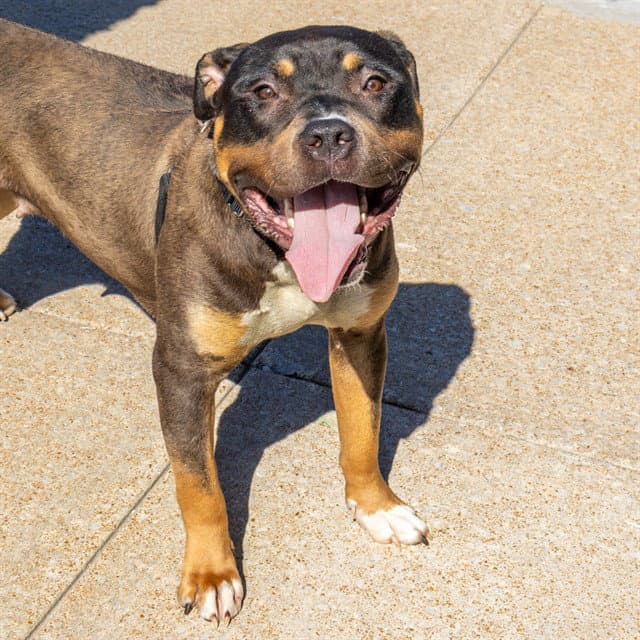 Warhi - Pit Bull Terrier