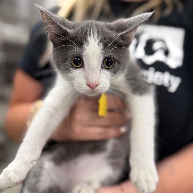 Arrax - Domestic Short Hair