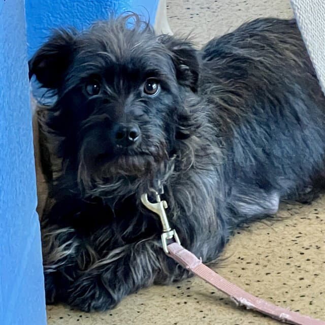 Chara - Miniature Schnauzer