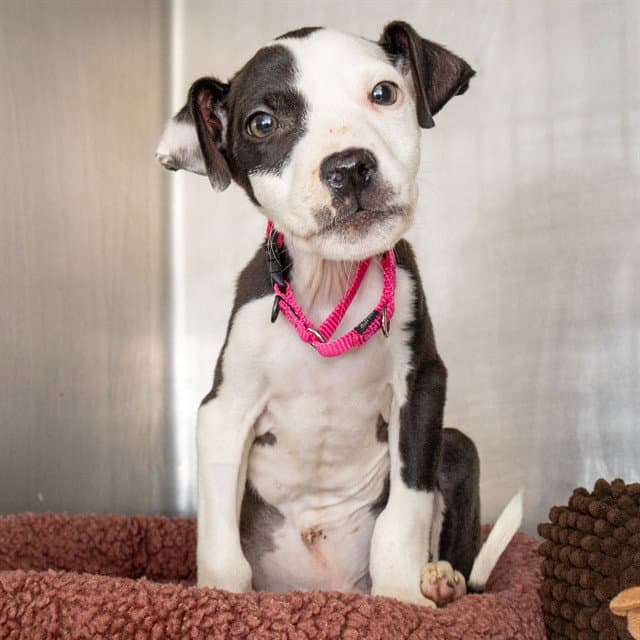 Oreo - Pit Bull Terrier