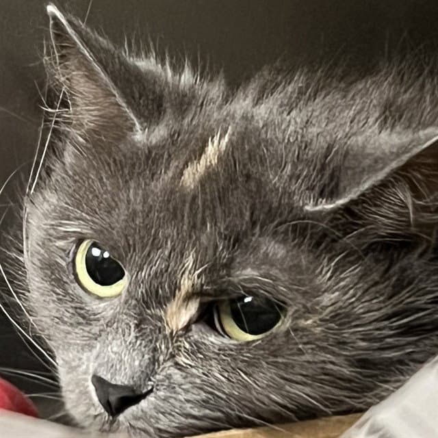 Blue Shark - Domestic Medium Hair