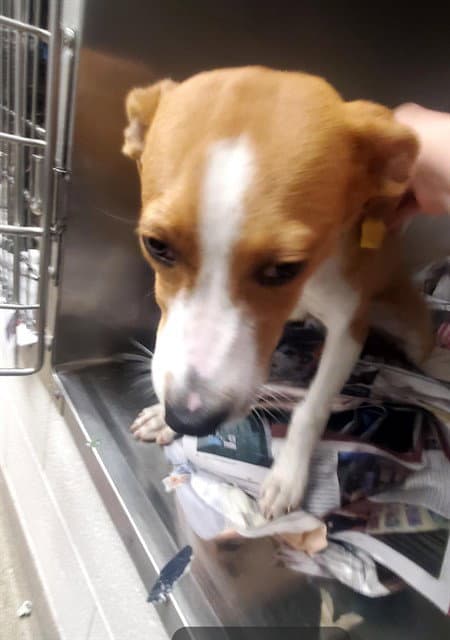 Ruby - Beagle