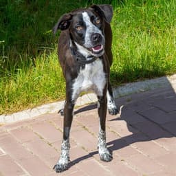 Huckleberry image 1