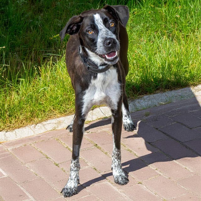 Huckleberry - Pointer