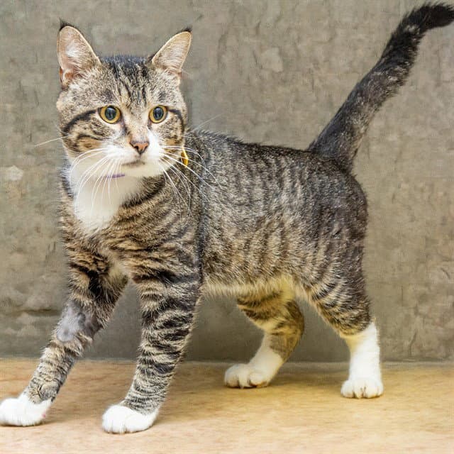 Hermit - Domestic Short Hair