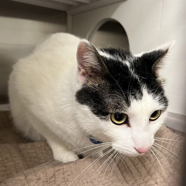 Freddie - Domestic Short Hair