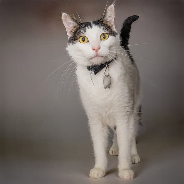 Freddie - Domestic Short Hair