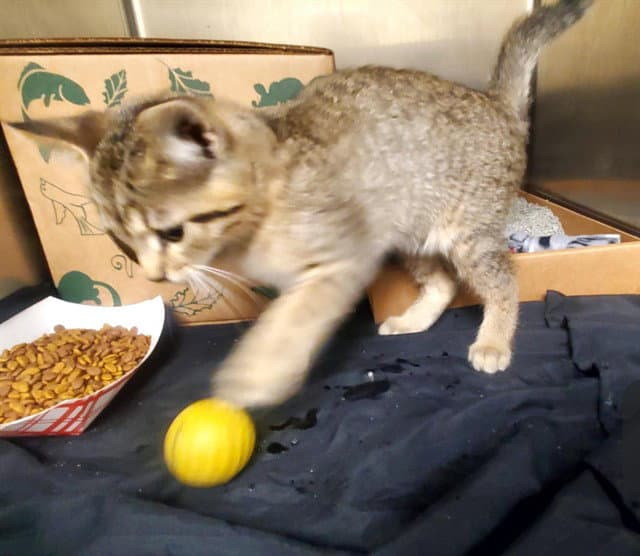 Hug Bug - Domestic Short Hair
