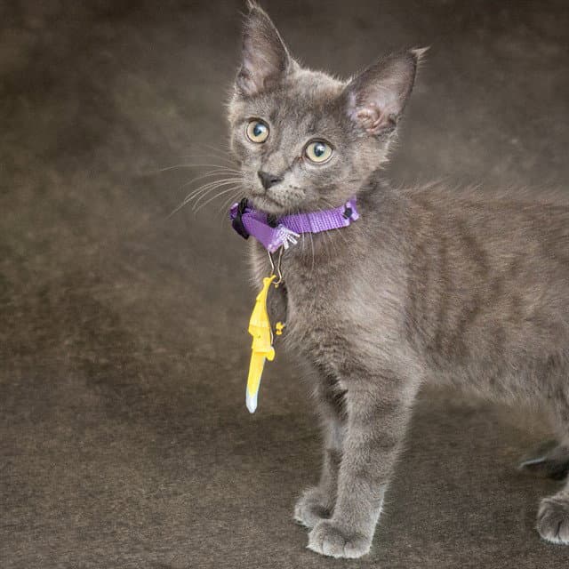 Carlos - Domestic Short Hair