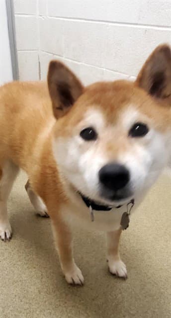 Hiro - Shiba Inu