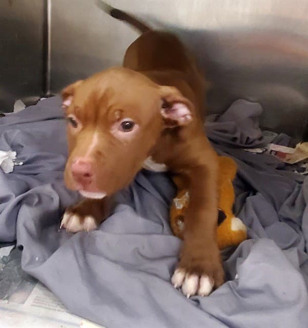 Nougat - Pit Bull Terrier
