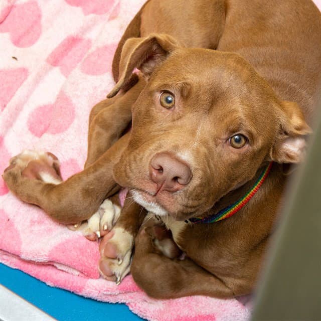 Nougat - Pit Bull Terrier